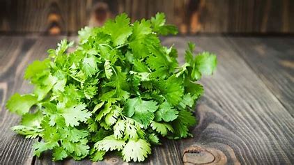 Coriander