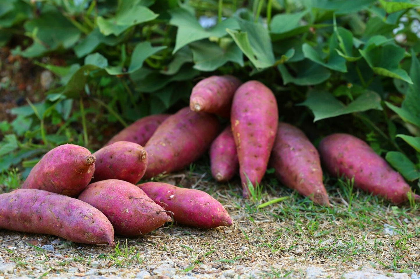 Sweet Potato Red