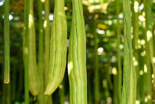 Snake Gourd